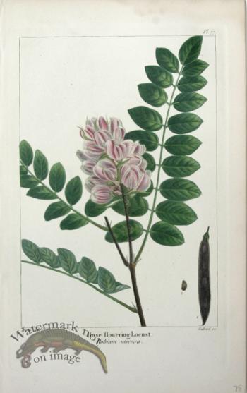 08 Rose flowering Locust